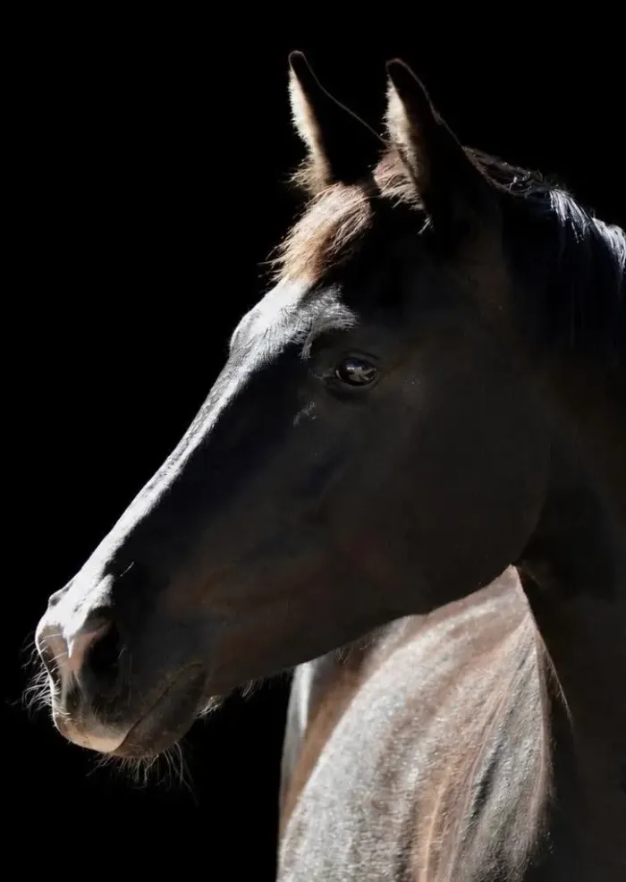 Portrait of a dark horse's head against a black background