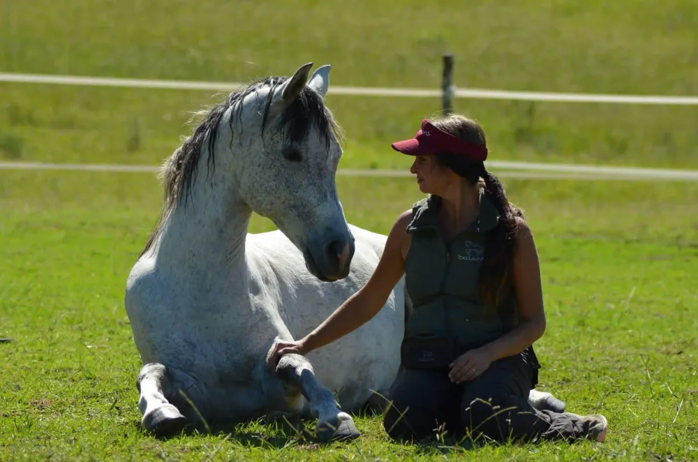 A trainer kneeling at eye level beside a resting grey horse in a sunny paddock